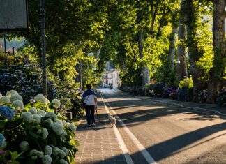 Usługi ekosystemowe, czyli o tym jak ekonomiści spoglądają na drzewa…