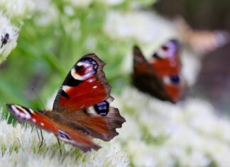 Ekologia zakorzeniona