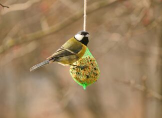 Jak zostać znawcą ptaków w 10 dni?