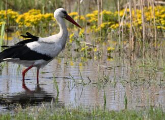 Polesia czar – opowieści nie tylko o książkach