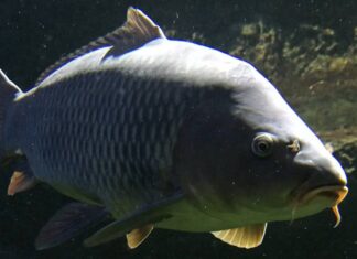 Od wanny do wigilijnego stołu – karp, który zawsze był na ustach Polaków