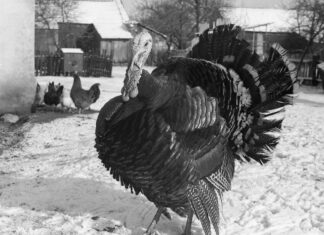 „Zdobywanie filmów, zwłaszcza ORWO, wymagało kombinowania” – rozmowa z Janem Misztalem