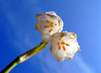 Przebija się przez śnieg, choć niszczona przez ludzi