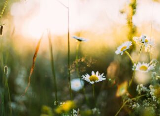 Piotr Tryjanowski: Zapach wiosny – między nadzieją a zmęczeniem