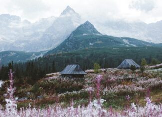 ZIELONY POKÓJ: Tradycja ma sens