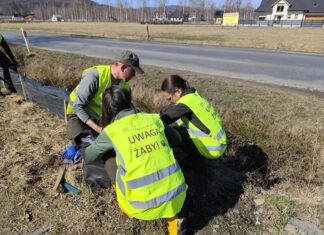 Anna Szwałek: Niech żaba nie będzie płaska – rzecz o ochronie płazów na drogach
