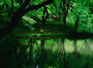 ZIELONY POKÓJ: Czy ekologia integralna ma jeszcze sens?