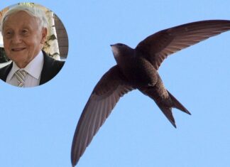 Adam Gatniejewski: Zamurowane życie – dramat jerzyków w naszych miastach.