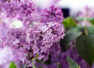 Umajone łąki – misterium przyrody