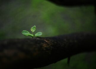 ZIELONY POKÓJ: O odwadze optymizmu w złych czasach