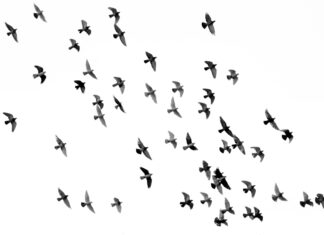 Ptaki są wśród nas