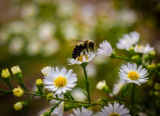 Zapraszamy do zapylania!