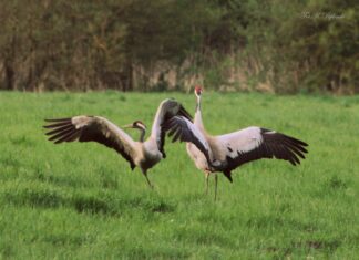 Przyroda w obiektywie: Krzysztof Pelpliński