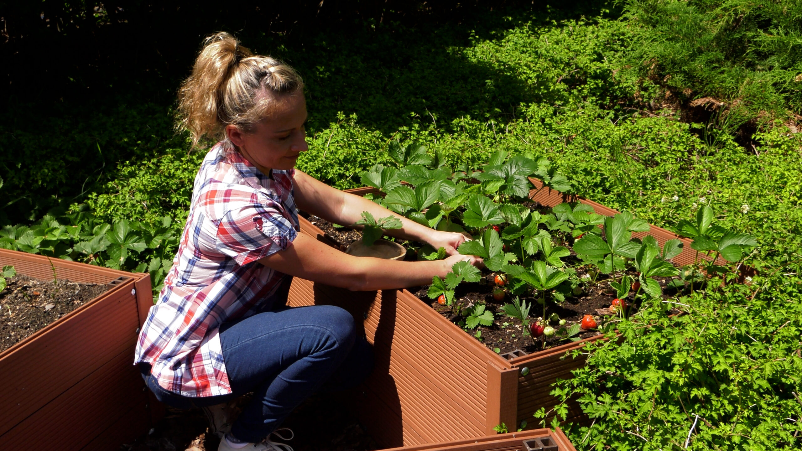 Truskawki_2_ogrodnacodzien