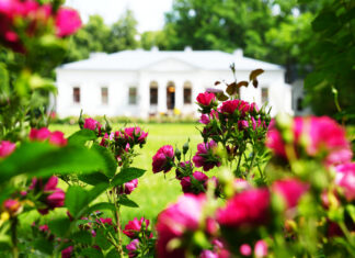 Nie tylko lipa. Nie tylko Kochanowskiego