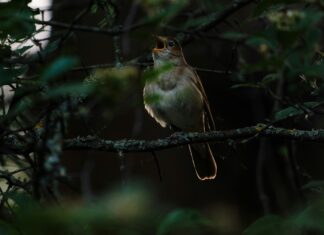 Ptaki w muzyce: słowik, skowronek i czarna zjawa