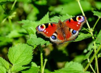 Dariusz Kuś: Jak monitoruje się motyle?