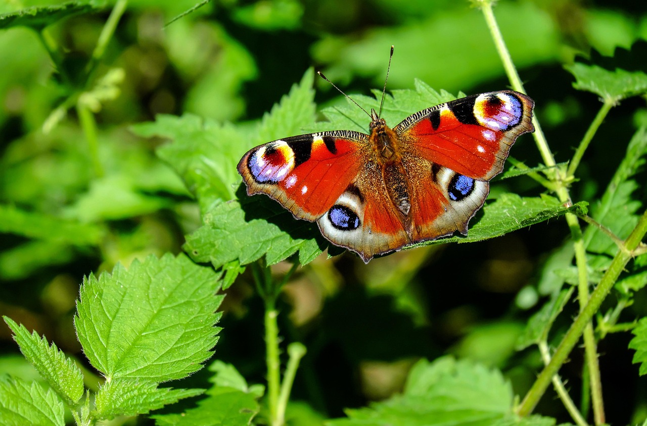 peacock-butterfly-1655724_1280