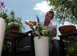 Rośliny przyjazne owadom