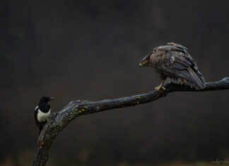 Piotr Markowski: Zapach torfowiska przypomina mieszankę tataraku, mięty i konwalii majowej