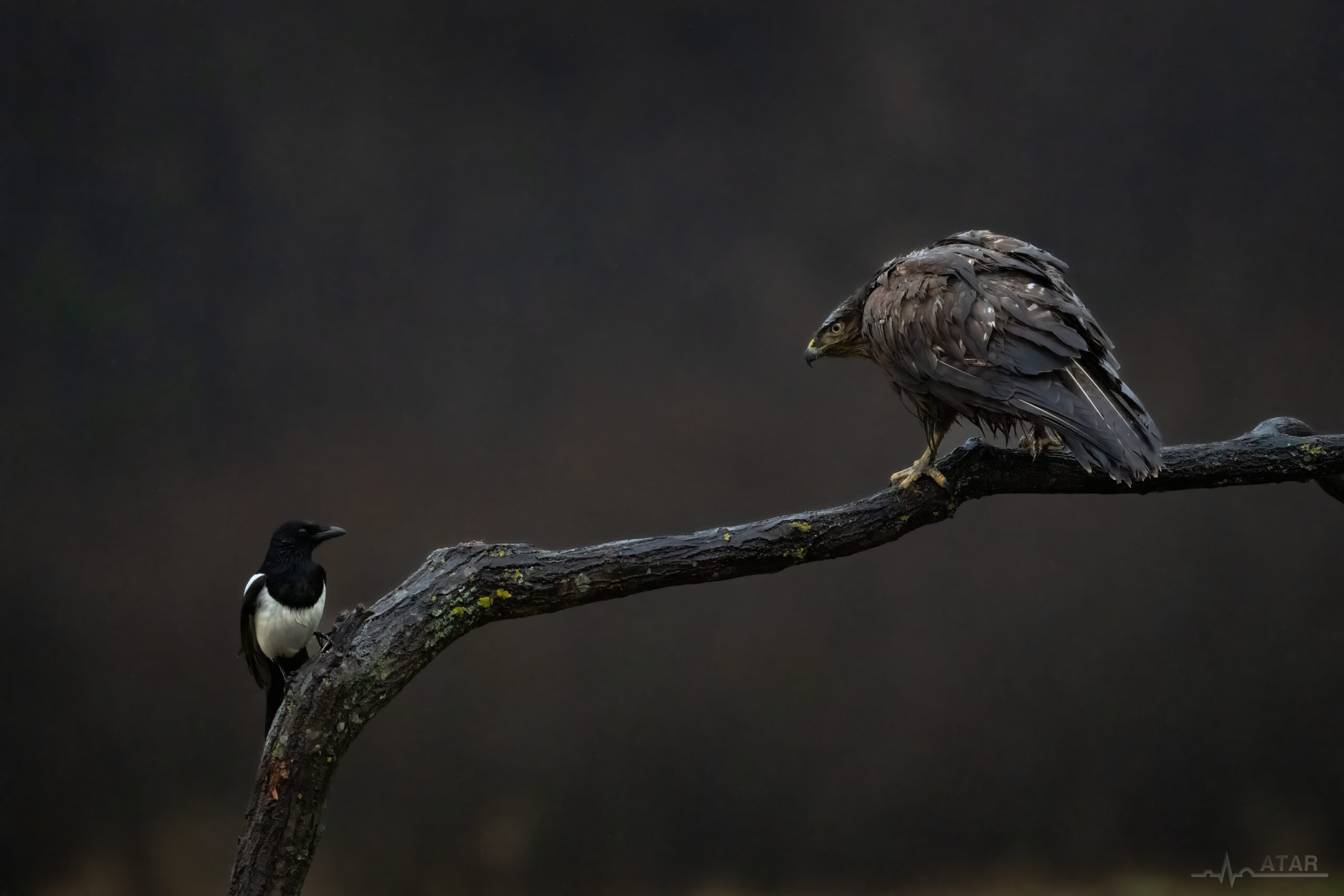 Sójka i myszołów A.Tarkowski
