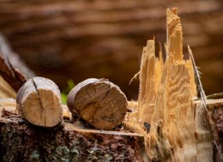 Dariusz Kuś: Dlaczego leśnicy budzą skrajne emocje?