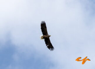 Grzegorz Kruszewski: Odra jak Amazonka