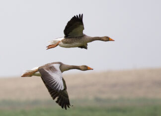 Piotr Tryjanowski: Gęsi wiedzą lepiej, kiedy zaczyna się jesień