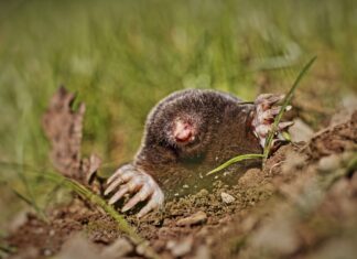 Kret ma spiżarnię niczym z horroru