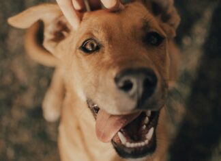 To, co wspólne. O zwierzęcych emocjach