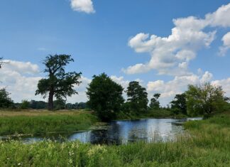 ZIELONY POKÓJ: Wartość lokalności