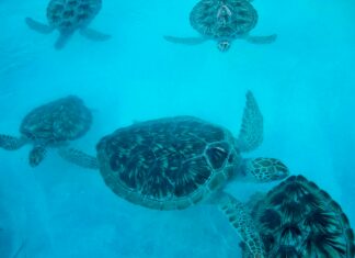 ZIELONY POKÓJ: Ochrona pamięci i przyszłości