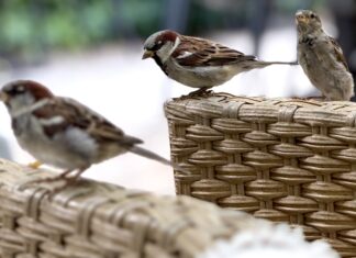 Znikające doświadczenie przyrody