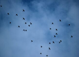 Marek Maruszczak: Ptaki nie latają tanimi liniami (czyli o tym, kto odlatuje, a kto zostaje na zimę)