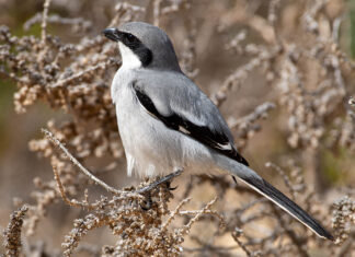 Piotr Tryjanowski: „Spal stare, zacznij od nowa”…