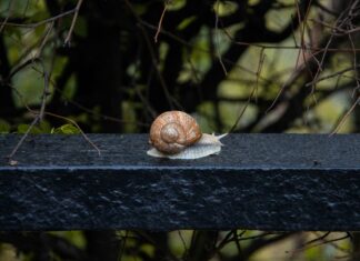 ZIELONY POKÓJ: Ekologia pokorna