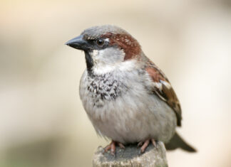 Dlaczego jest tak mało wróbli?