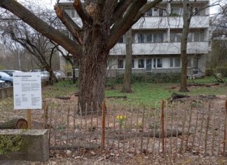 Eksperyment na Żoliborzu: ogród zamiast wycinki