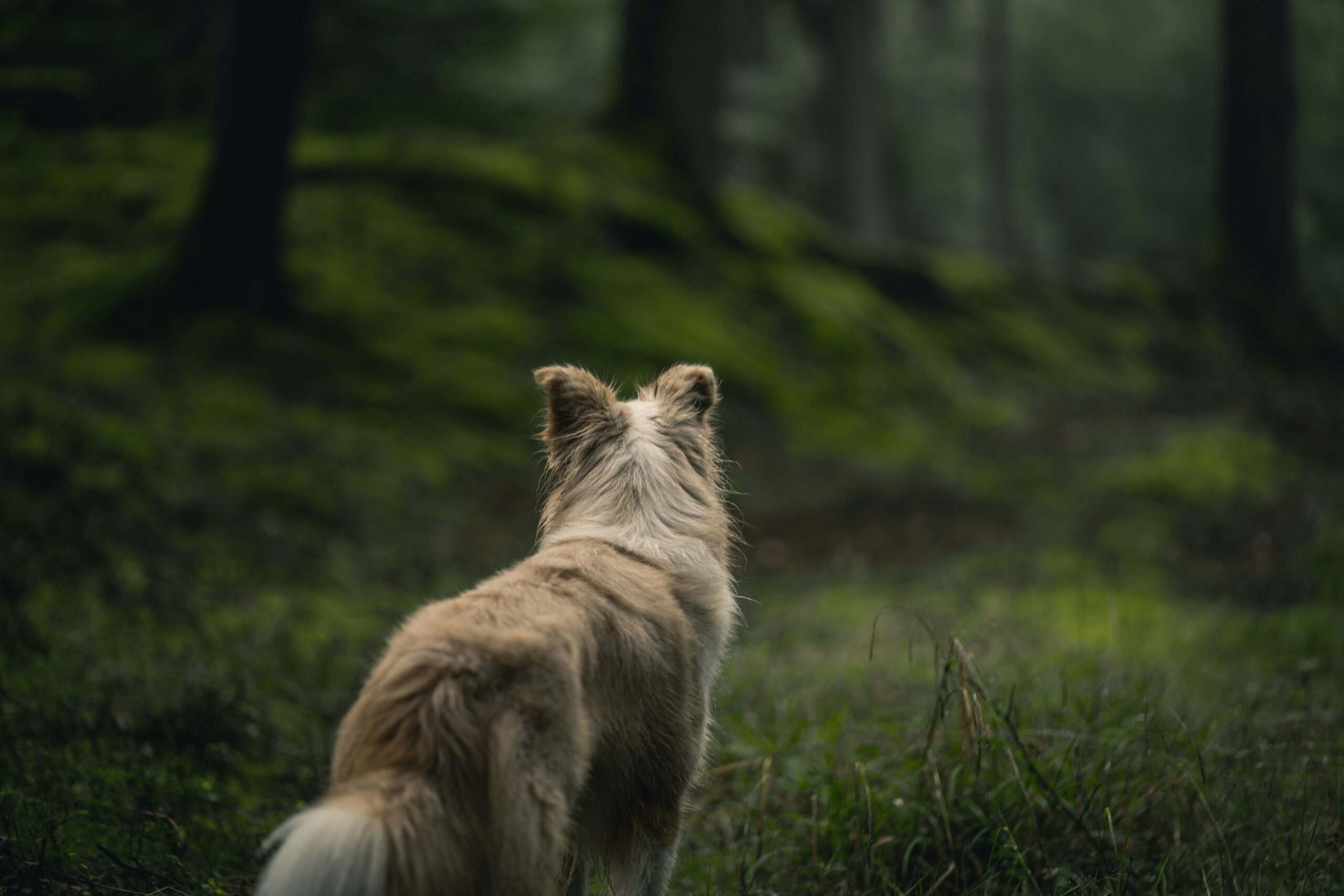 dominik-kempf-Z9dANwt366I-unsplash